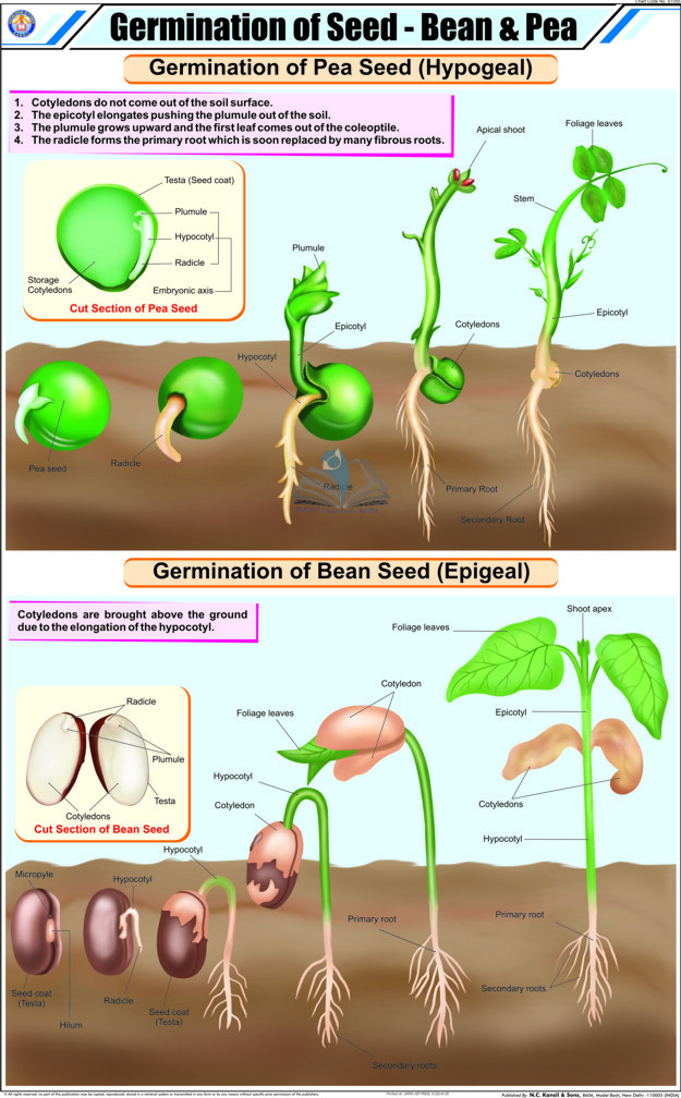 Germination of Seed Chart